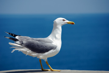 bird