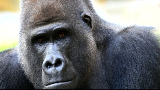 gorilla