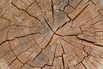 Fototapeta premium Stary wycinek drzewa 6