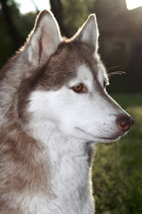Closeup husky dog outdoors
