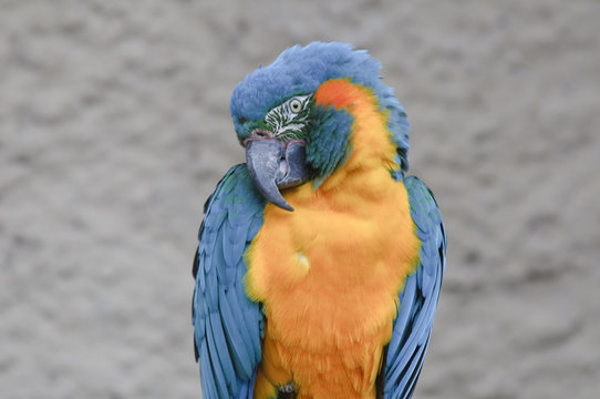 Blue Throated Macaw