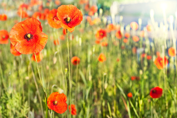 Poppy Fields