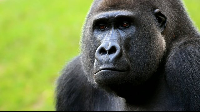 gorilla