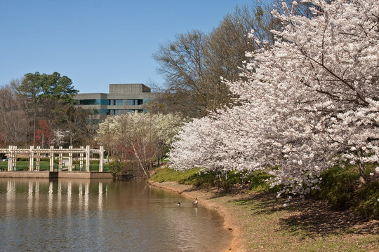 Cherry Trees and Geese by Office Park Lake