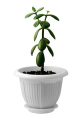 Krasula on a white background.