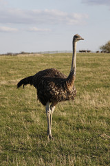 Vogel Strauss