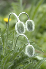 Mohn morgentau