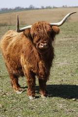 Schottisches Hochlandrind