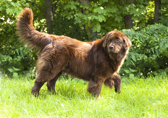 Newfoundland dog breed in an outdoor