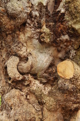 Tronco de árbol con distorsiones