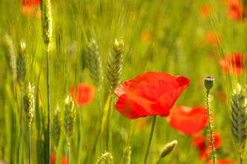 Fototapeta premium Coquelicots dans champ de blé