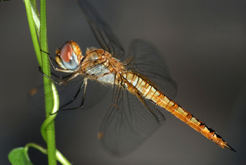 insect dragonfly