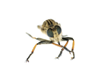 insect gad horse fly © defun