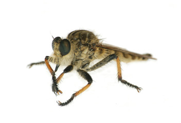 insect gad horse fly © defun