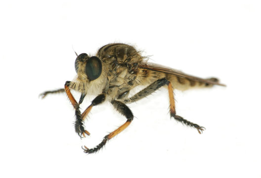 insect gad horse fly