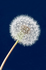 Obraz premium close-up of dandelion clock ,on blue background