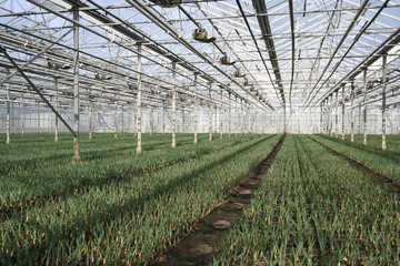 Greenhouse Plants