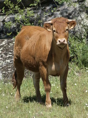 Ternero en la provincia de Madrid