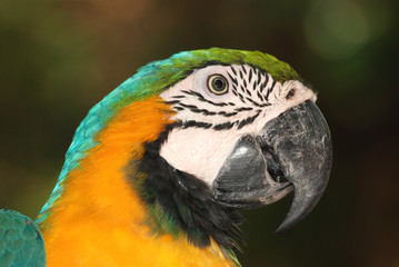 portrait macaw bird