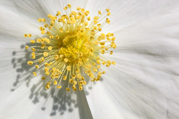 rubus tridel flower close up