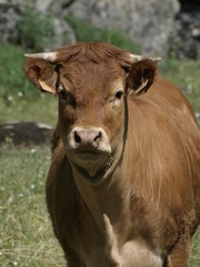 Ternero en la provincia de Madrid