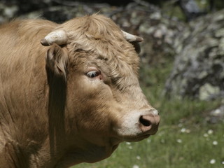 Toro en la provincia de Madrid