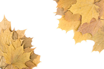 Autumn maple leaves