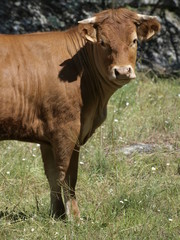 Ternera en la provincia de Madrid