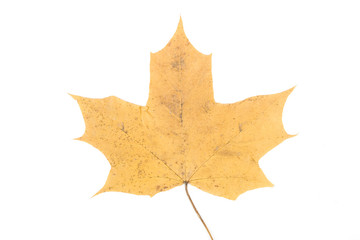 Autumn maple leaf