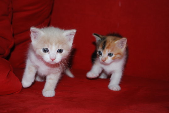 Micetti
