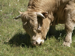 Toro pastando en la provincia de Madrid