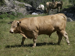 Toro en la provincia de Madrid