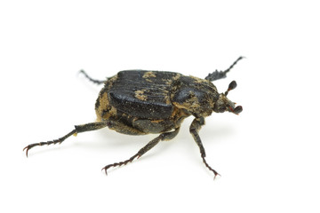 Checkered beetle (Valgus hemipterus)