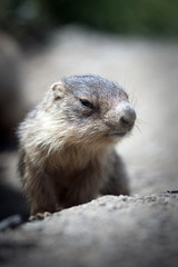 Naklejka na ściany i meble baby marmot close-up