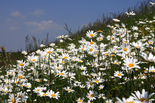 Blumenwiese