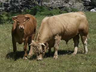 Obraz premium Toro y ternero pastando en la provincia de Madrid