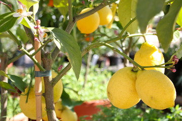 citronier