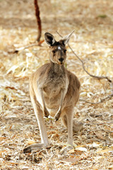 Cute Young Kangaroo