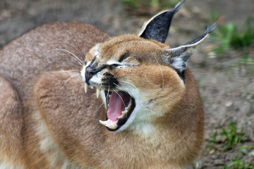angry Caracal