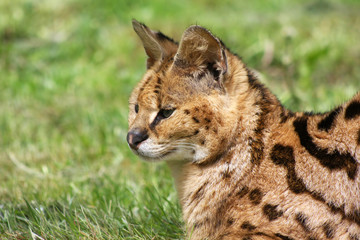 portrait of a serval