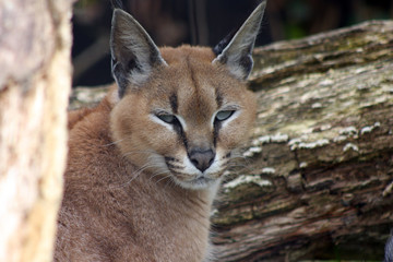 caracal