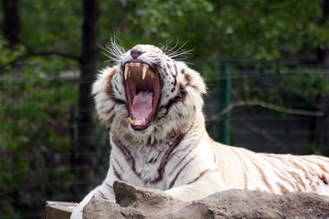 white bengal tiger showing his teeth