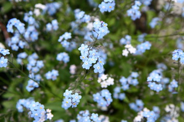 Small blue flowers blooming in a garden
