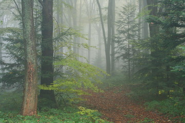 Forest