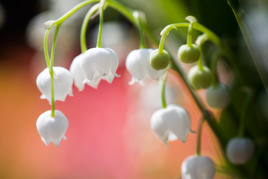 Fototapeta Lily of the valley