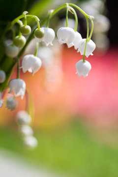 Fototapeta Lily of the valley