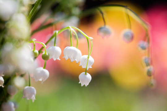 Fototapeta Lily of the valley