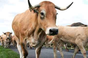 vache  Aubrac