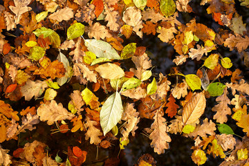 Background of yellow leaves