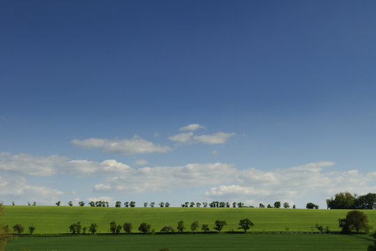 Baumlandschaft